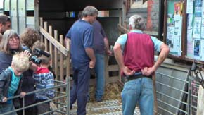 Karen waiting for a sheep to be sheared